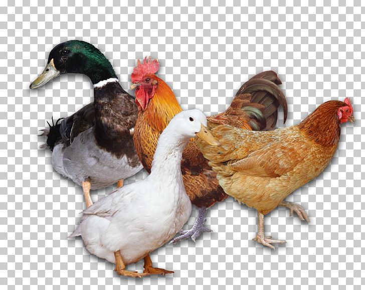 Duck Chicken Poultry Rooster PNG, Clipart, Animal Husbandry, Animals, Beak, Bird, Captured Free PNG Download