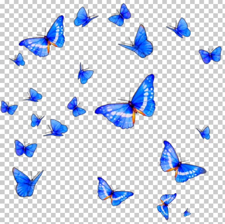 Butterfly PNG, Clipart, Blue, Butterflies And Moths, Butterfly Effect, Desktop Wallpaper, Digital Scrapbooking Free PNG Download