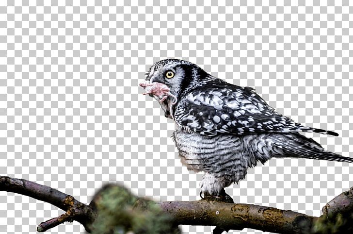 Owl Bird Of Prey PNG, Clipart, Animals, Beak, Bird, Bird Of Prey, Branch Free PNG Download