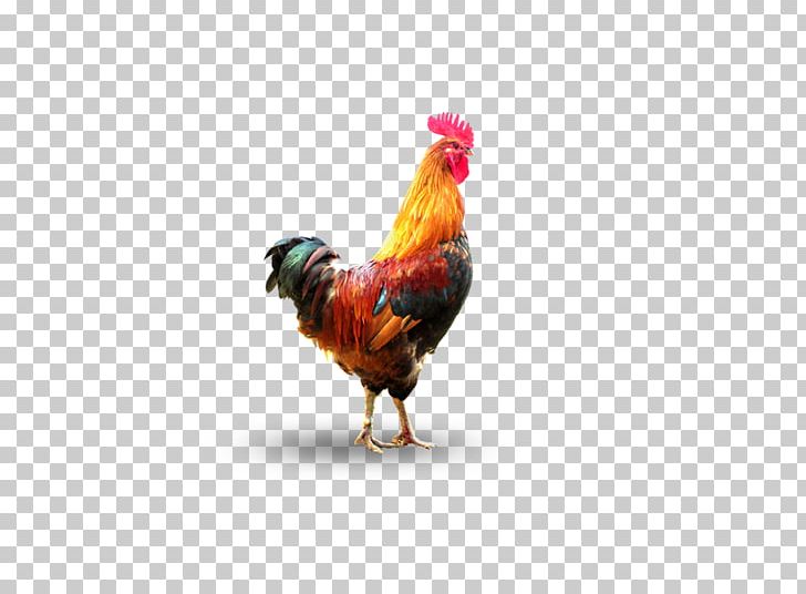 Rooster Chicken Duck Domestic Goose Poultry PNG, Clipart, Animals, Badminton Shuttle Cock, Beak, Big Cock, Big Cock Color Free PNG Download