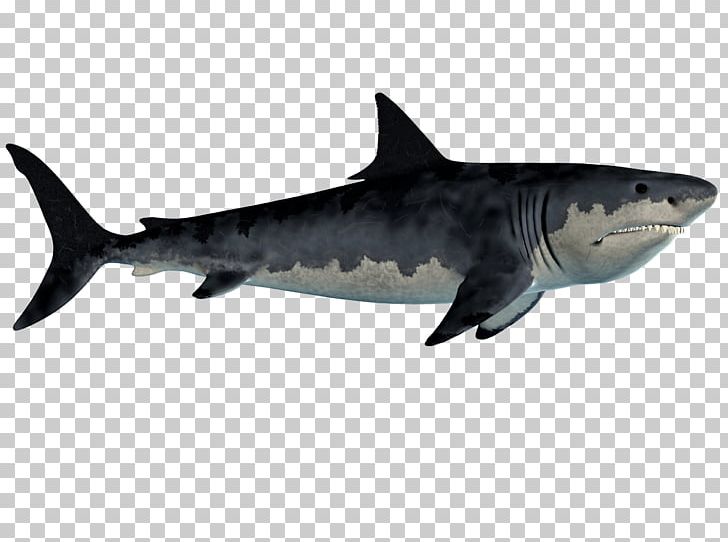 Fish Tiger Shark Requiem Shark Great White Shark Chondrichthyes PNG, Clipart, Animal, Animals, Carcharhiniformes, Cartilaginous Fish, Chondrichthyes Free PNG Download