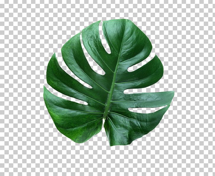 Leaf Swiss Cheese Plant Houseplant PNG, Clipart, Botany, Graphic Design, Houseplant, Laceleaf, Leaf Free PNG Download