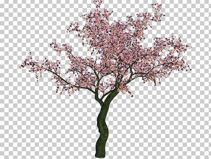 Tree Bonsai PNG, Clipart, Agac, Agac Resimleri, Blossom, Bonsai, Branch Free PNG Download