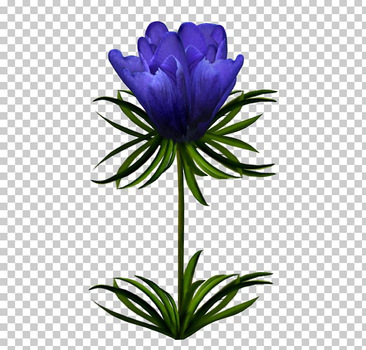Cut Flowers Plant Stem Wildflower PNG, Clipart, 2018, Anemone, Aster, Bellflower Family, Blue Free PNG Download