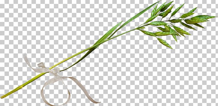 Rattan Vine PNG, Clipart, Alternative Medicine, Branch, Cane, Cim, Flora Free PNG Download