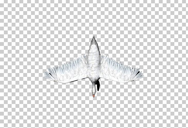 White PNG, Clipart, Black And White, Kugu, Kugu Resimleri, Others, Swan Free PNG Download