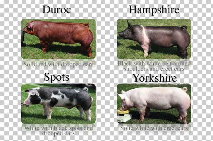 Miniature Pig Breed Chester White Oxford Sandy And Black PNG, Clipart, Agriculture, Animal Husbandry, Animals, Breed, Cattle Like Mammal Free PNG Download
