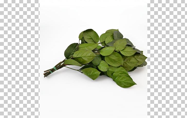 Basil Leaf PNG, Clipart, Basil, Flower Bouqet, Herb, Leaf, Plant Free PNG Download