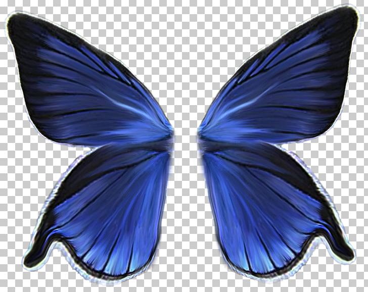 Butterfly Wing PNG, Clipart, Aile, Blue, Butter, Cobalt Blue, Desktop Wallpaper Free PNG Download