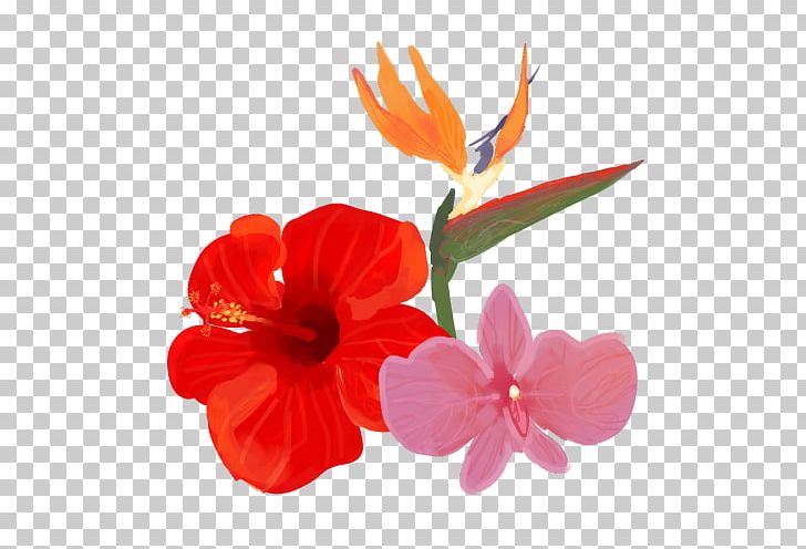 Hibiscus Cut Flowers Petal Plant PNG, Clipart, Cut Flowers, Flower, Flowering Plant, Herbaceous Plant, Hibiscus Free PNG Download