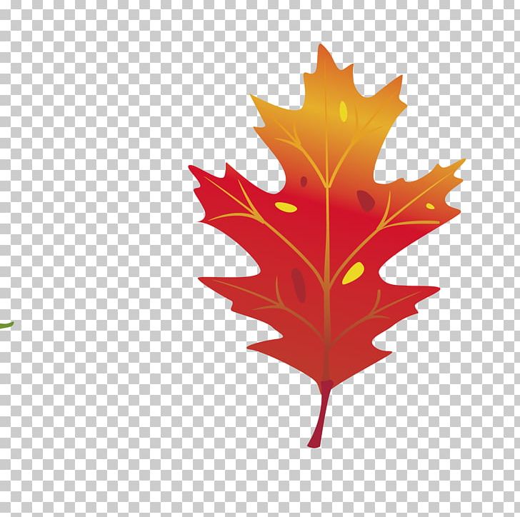 Maple Leaf Graphics Autumn Leaf Color PNG, Clipart, Autumn, Autumn Leaf Color, Computer Wallpaper, Coreldraw, Download Free PNG Download