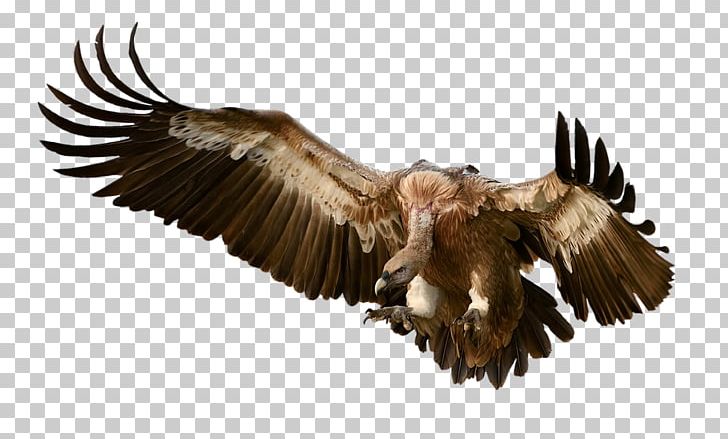 Turkey Vulture Portable Network Graphics PNG, Clipart, Accipitriformes, Bald Eagle, Beak, Bird, Bird Of Prey Free PNG Download