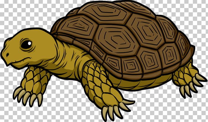Turtle Tortoise PNG, Clipart, Albino, Animal Birds, Animals, Box Turtle, Catsofinstagram Free PNG Download