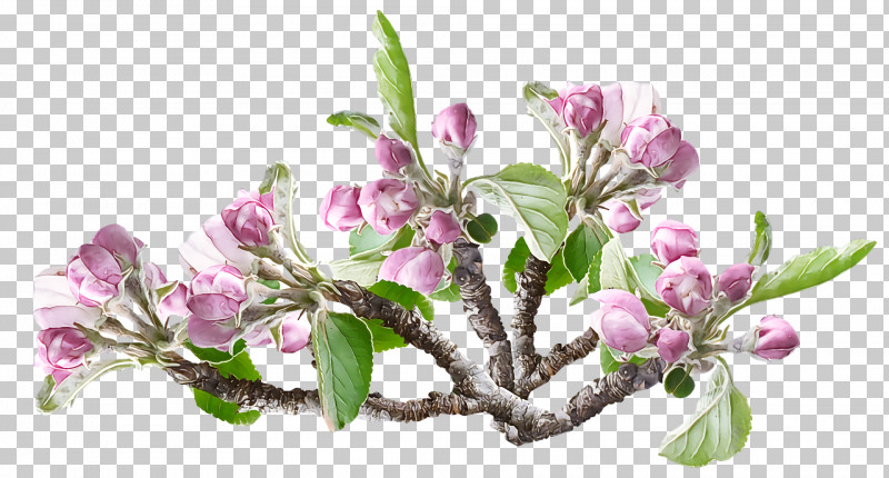 Spring PNG, Clipart, Blossom, Branch, Cut Flowers, Daphne, Flower Free PNG Download