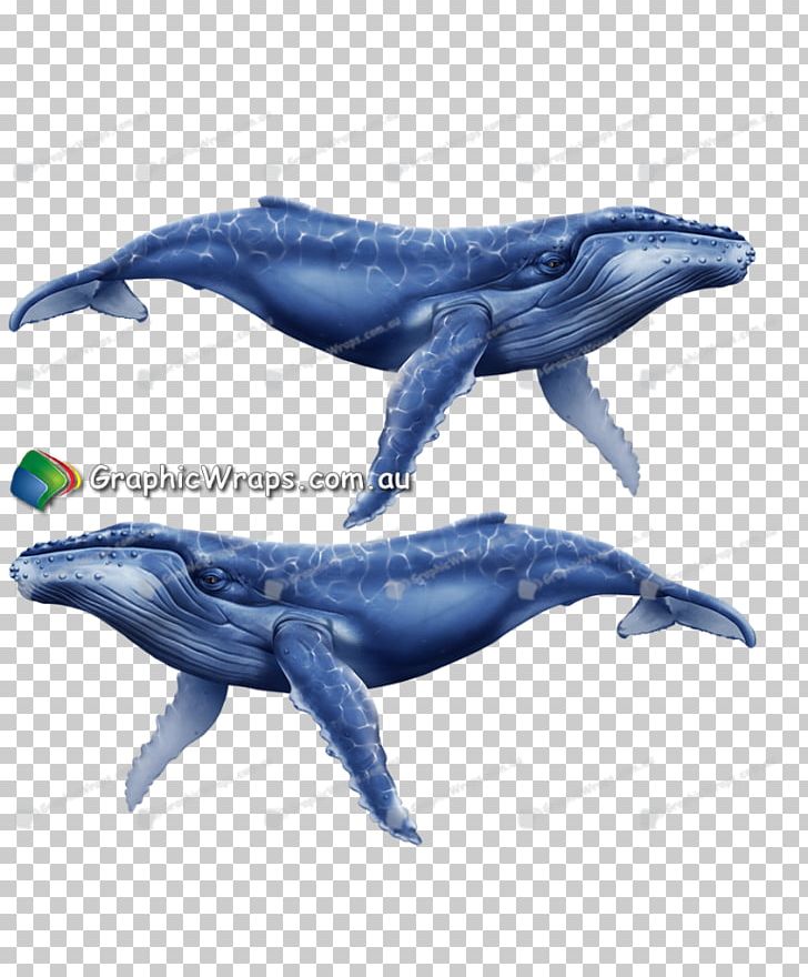 Common Bottlenose Dolphin Tucuxi Rough-toothed Dolphin Cetaceans Wholphin PNG, Clipart, Biology, Bottlenose Dolphin, Bottlenose Whales, Cetaceans, Common Bottlenose Dolphin Free PNG Download