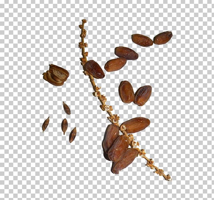 Date Palm Dates Noyau Arecaceae PNG, Clipart, Arecaceae, Body Jewelry, Botanical Name, Botany, Date Palm Free PNG Download