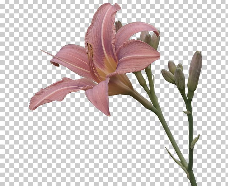 Flower Transparency And Translucency PNG, Clipart, Alstroemeriaceae, Color, Computer Software, Cut Flowers, Daylily Free PNG Download