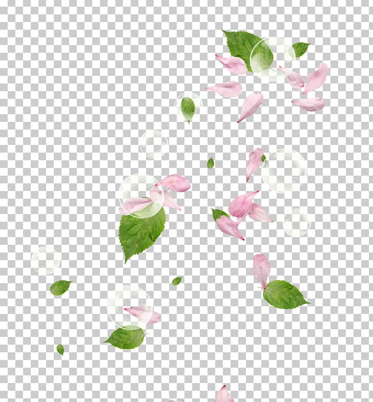 Petal Flower Pink PNG, Clipart, Blue Rose, Defoliation, Encapsulated Postscript, Floral Design, Flower Free PNG Download