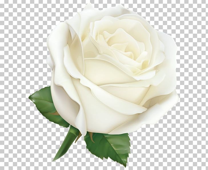 Rose Desktop PNG, Clipart, Black Rose, China Rose, Cut Flowers, Desktop Wallpaper, Drawing Free PNG Download