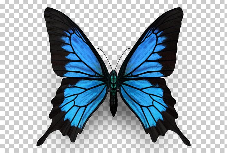 Monarch Butterfly Ulysses Butterfly Insect Menelaus Blue Morpho PNG, Clipart, Arthropod, Beautiful Butterfly, Blue, Blue Butterfly, Brush Footed Butterfly Free PNG Download