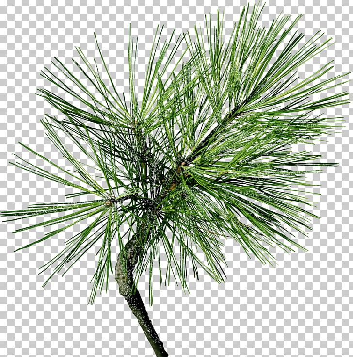 Pine Tree Conifer Cone Conifers Needle PNG, Clipart, Arecales, Borassus Flabellifer, Branch, Casuarina, Cedar Free PNG Download