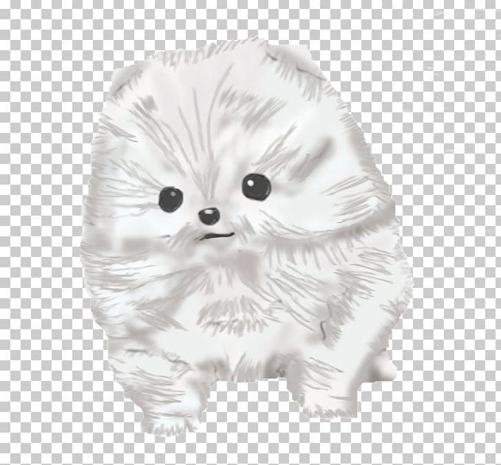 Whiskers Pomeranian Dog Breed Puppy Scootaloo PNG, Clipart, Black And White, Carnivoran, Cat, Cat Like Mammal, Dog Free PNG Download