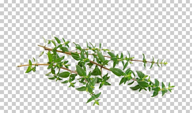 Garden Thyme Herb Oil Leaf PNG, Clipart, Aromatherapy, Branch, Corn Oil, Essential Oil, Garden Thyme Free PNG Download