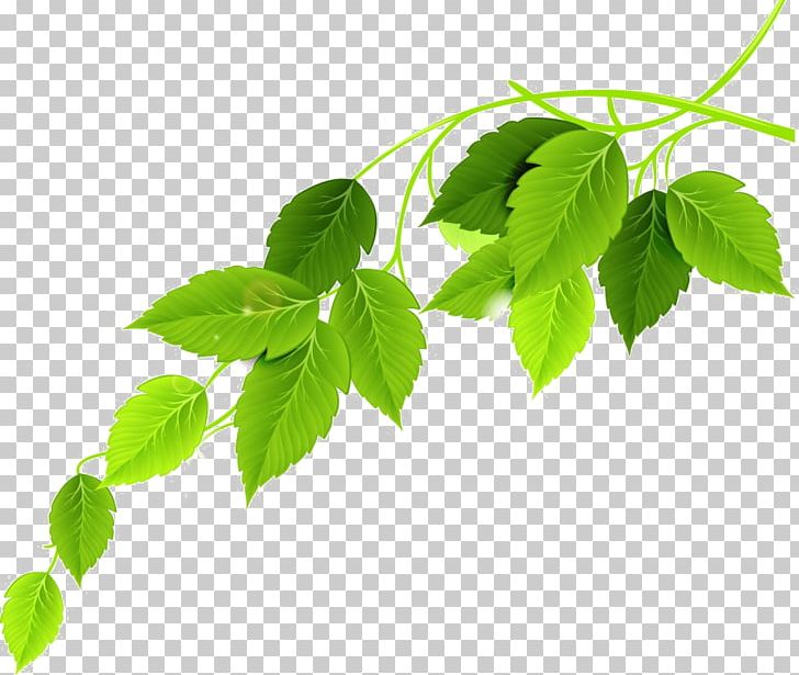 Green Leaf PNG, Clipart, Background Green, Branch, Branches, Clover, Dark Green Free PNG Download