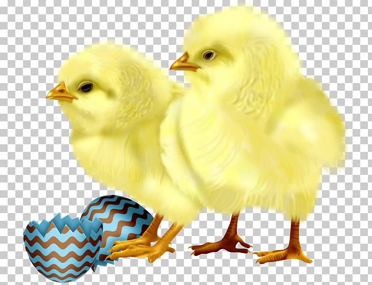 Little Yellow Chicken Cuteness PNG, Clipart, Android, Animals, Beak, Bird, Chick Free PNG Download