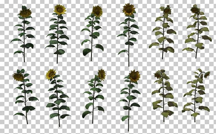 Drawing Common Sunflower PNG, Clipart, Art, Artist, Branch, Common Sunflower, Deviantart Free PNG Download