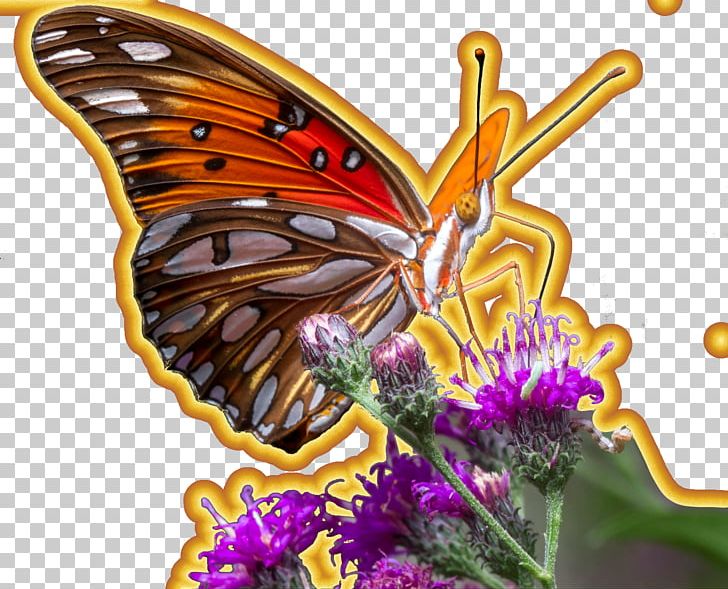 Insect Monarch Butterfly Gulf Fritillary Pollinator PNG, Clipart, Agraulis, Animals, Arthropod, Brush Footed Butterfly, Butterflies And Moths Free PNG Download