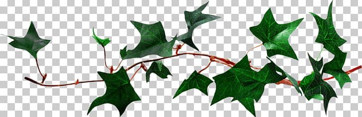 Ivy Leaf Vine PNG, Clipart, Artwork, Branch, Cactaceae, Digital Image, Fictional Character Free PNG Download