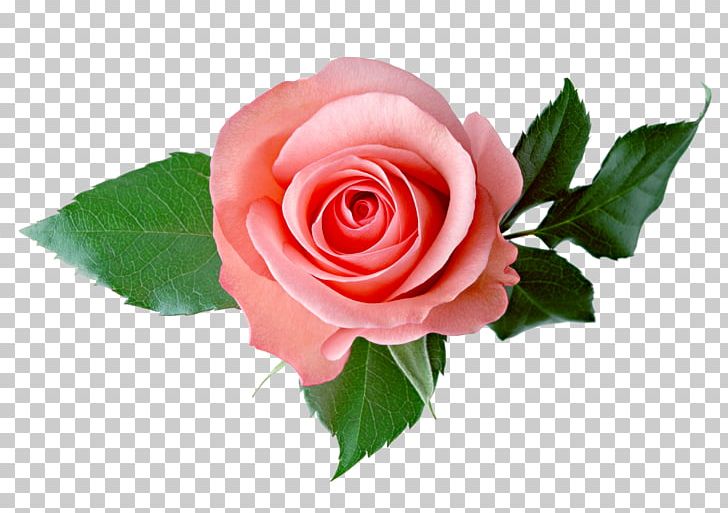 Rose PNG, Clipart, Art, Color, Cut Flowers, Fashion, Floral Design Free PNG Download