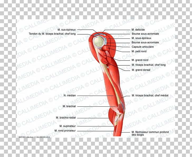 Thumb Muscle Nerve Arm Shoulder PNG, Clipart, Anatomy, Angle, Arm, Blood Vessel, Brachioradialis Free PNG Download