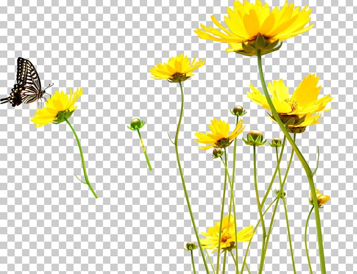 Yellow Flower Cdr PNG, Clipart, Butterfly, Calendula, Cdr, Chamaemelum Nobile, Chrysanthemum Coronarium Free PNG Download