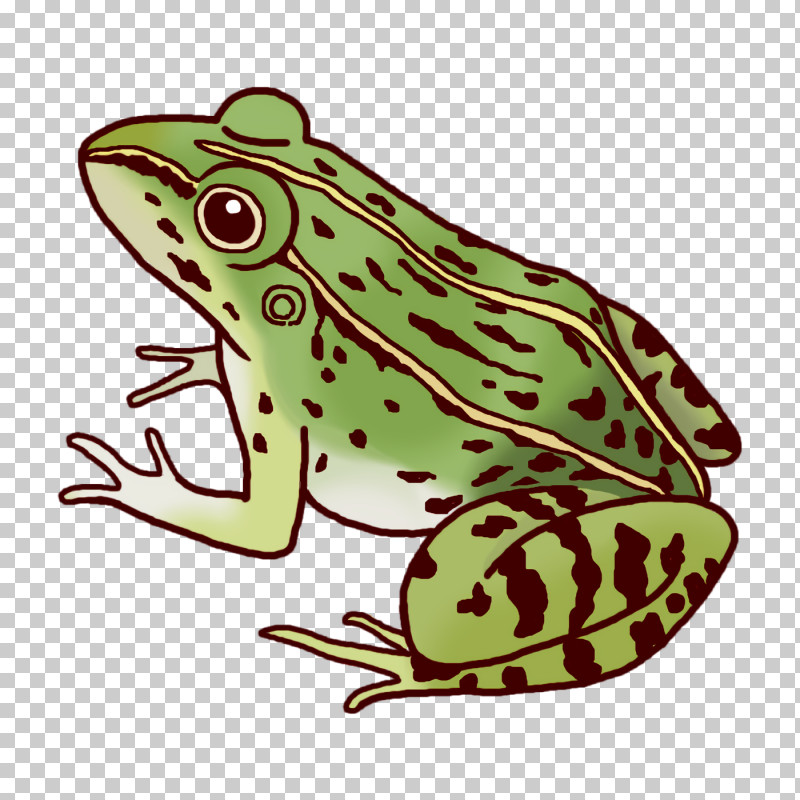 Toad True Frog Tree Frog Frogs Cartoon PNG, Clipart, Amphibians, Biology, Cartoon, Frogs, Science Free PNG Download