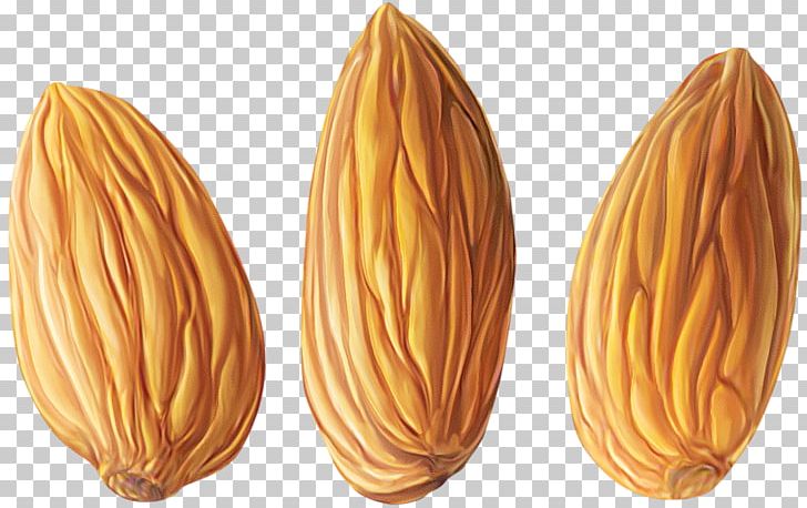 Almond Nut PNG, Clipart, Almond, Clip Art, Clipart, Commodity, Computer Icons Free PNG Download