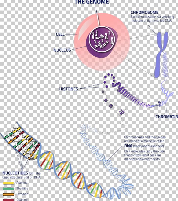 Chromosome Genetics Allele DNA PNG, Clipart, Allele, Base Pair, Cell, Cell Nucleus, Chromosome Free PNG Download