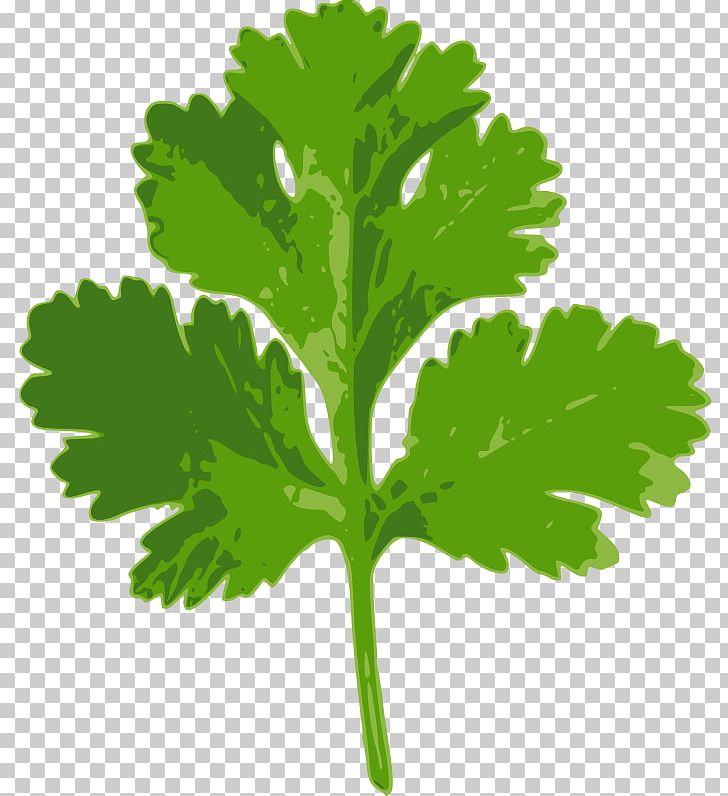 Coriander Iranian Cuisine Parsley Herb Wheat Beer PNG, Clipart, Condiment, Cooking, Coriander, Dish, Essential Oil Free PNG Download