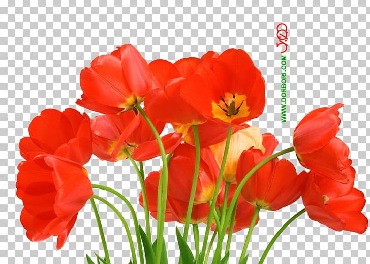 Desktop Flower Love Petal PNG, Clipart, Annual Plant, Coquelicot, Cut Flowers, Desktop Wallpaper, Download Free PNG Download