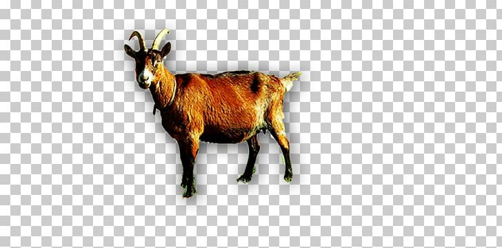 Goat Sheep Cattle Horn PNG, Clipart, Adobe Illustrator, Animals, Cartoon Goat, Claw, Cow Goat Family Free PNG Download