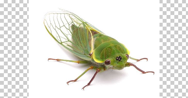 Insect Wing Cicadidae Eastern Cicada Killer True Bugs PNG, Clipart, Animal, Animals, Arthropod, Bed Bug, Bug Free PNG Download