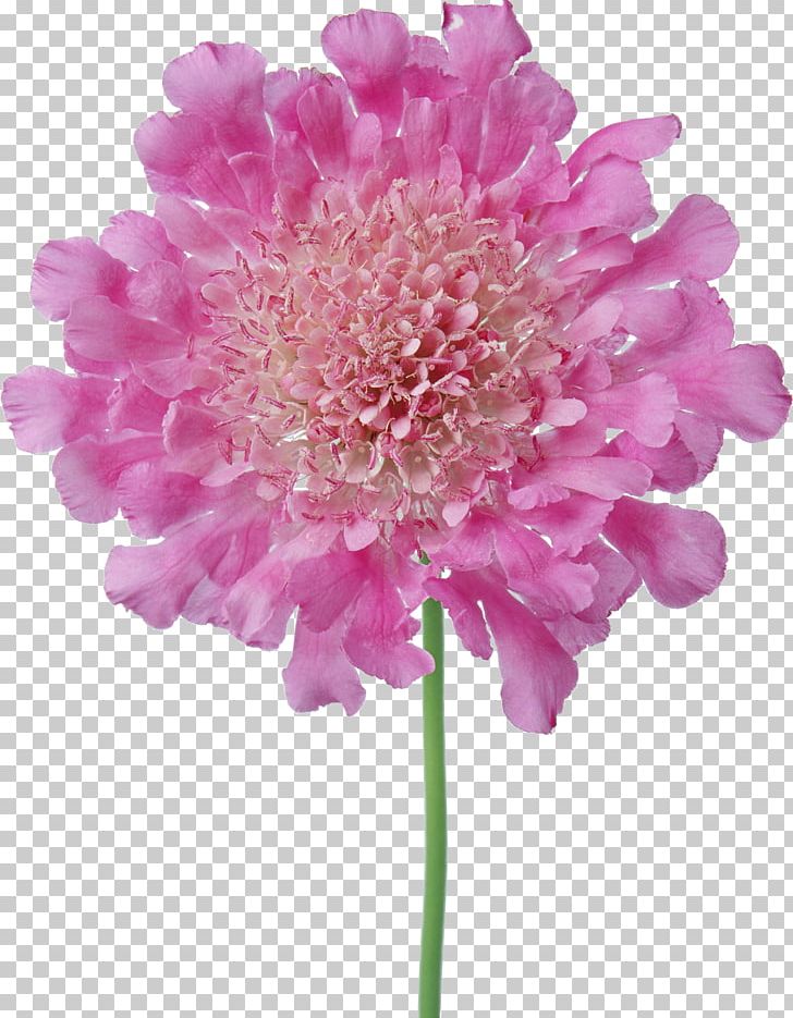 Border Flowers Pink Petal PNG, Clipart, Annual Plant, Aster, Beautiful Flowers, Border Flowers, Chrysanthemum Free PNG Download
