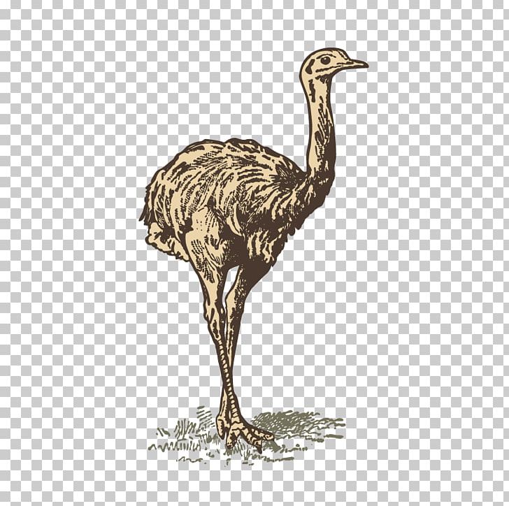 Common Ostrich Bird PNG, Clipart, Animal, Animals, Beak, Cartoon, Download Free PNG Download