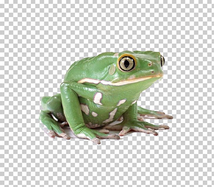 Frog Lithobates Clamitans PNG, Clipart, Amphibian, Animal, Animals, Background Green, Decoration Free PNG Download
