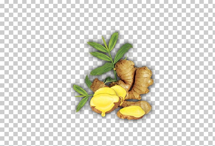 Ginger Computer File PNG, Clipart, Autumn Leaves, Computer File, Condiment, Cosmetics, Download Free PNG Download