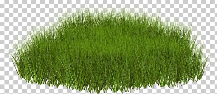 Lawn Desktop PNG, Clipart, Chrysopogon Zizanioides, Commodity, Computer Icons, Desktop Wallpaper, Grass Free PNG Download