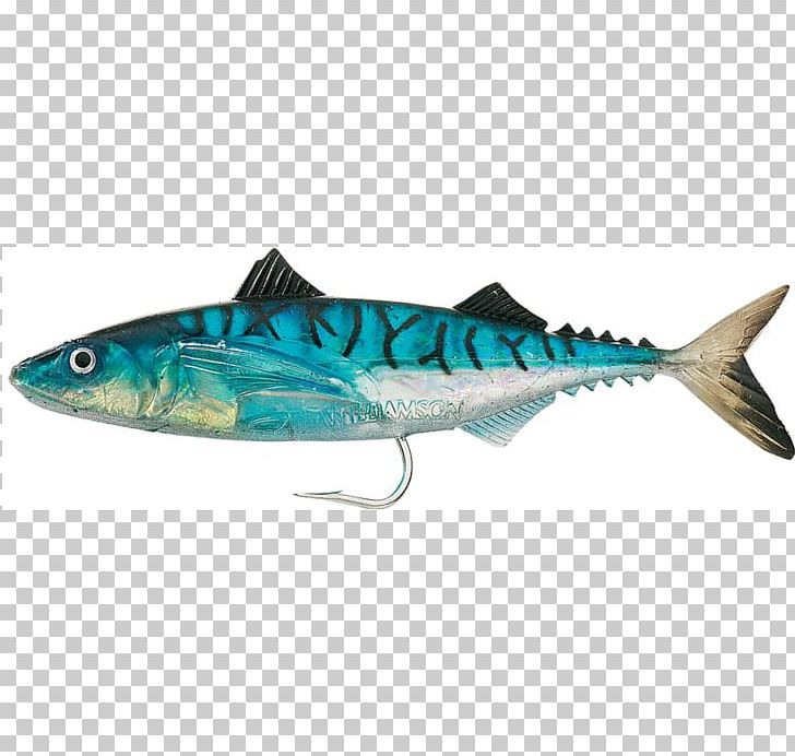 Mackerel Sardine Requiem Sharks Oily Fish PNG, Clipart, Animals, Biology, Bonito, Bony Fish, Cartilaginous Fish Free PNG Download