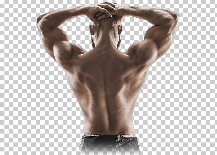 Muscle Contraction Human Back Shoulder Arm PNG, Clipart, Abdomen, Back, Bodybuilder, Bodybuilding, Bone Free PNG Download