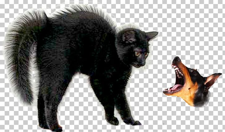 Black Cat Halloween Ragdoll Kitten Black Panther PNG, Clipart, Black, Black Cat, Black Panther, Carnivoran, Cat Free PNG Download